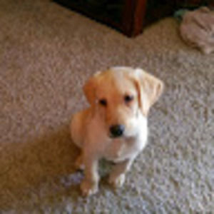 Meet your Posher, Susie